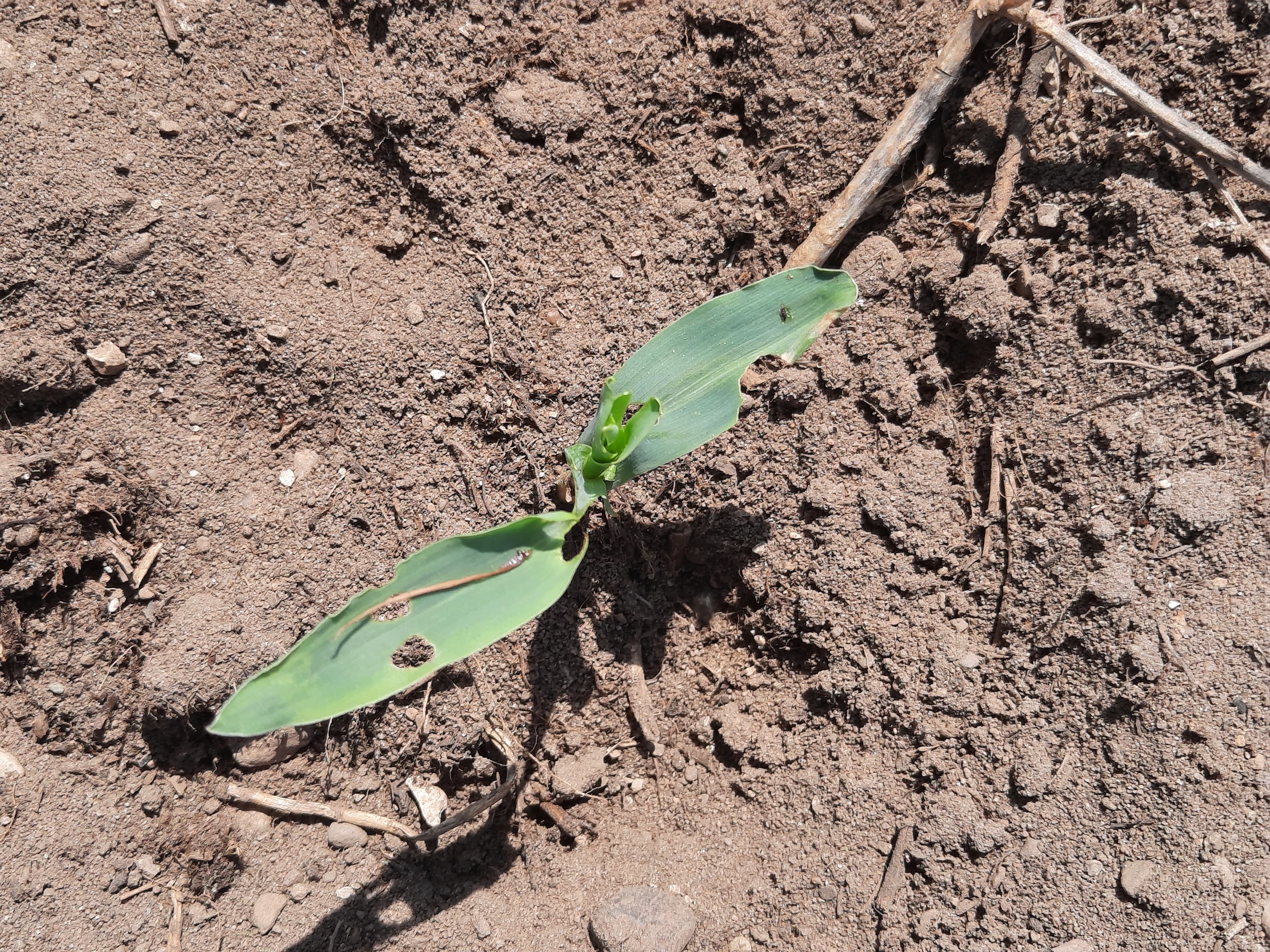 Shot holes in leaves of emerged corn.